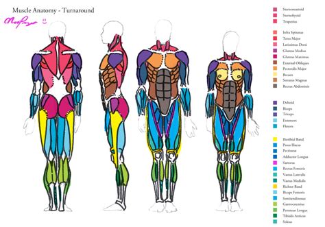 Muscle Anatomy Turnaround By Heartgear On Deviantart