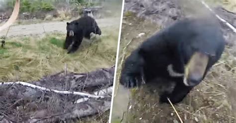 Canadian Hunter Captures Bear Attack On Camera — But He S Ok