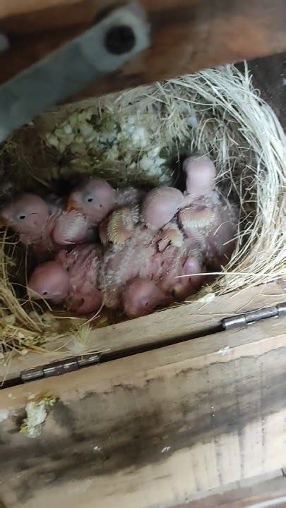 Beautiful Lovebird Chicks 💕💕💕💕💕 Youtube