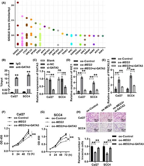 The Anticancer Function Of Meg3 In Oscc Was Dependent On The