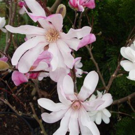 Leonard Messel Magnolia | Plant Addicts