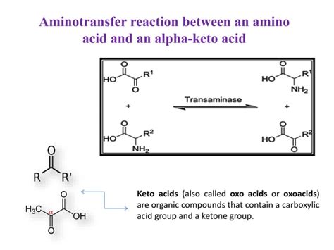 Amino acid synthesis | PPT