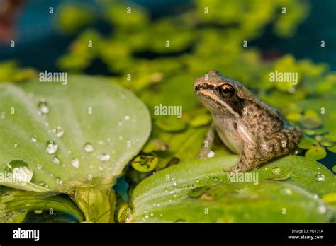 Baby Frog Hi Res Stock Photography And Images Alamy