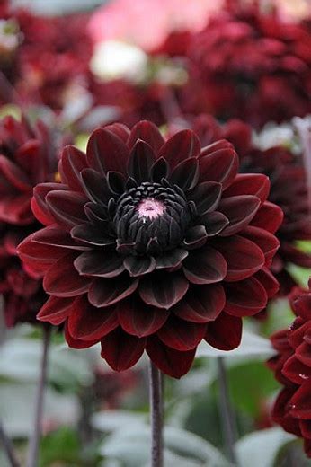 The Black Dahlia Flower | Best Flower Site