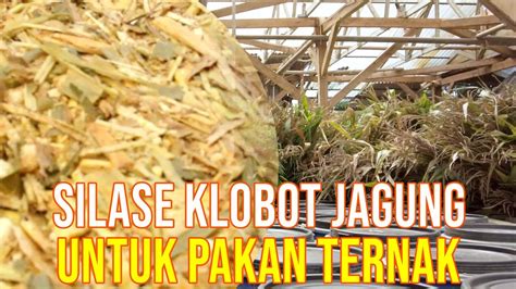 Silase Pakan Tebon Jagung Pakan Ternak Youtube