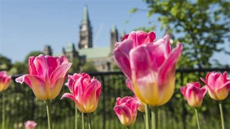 Canadian Tulip Festival Ottawa Tourism