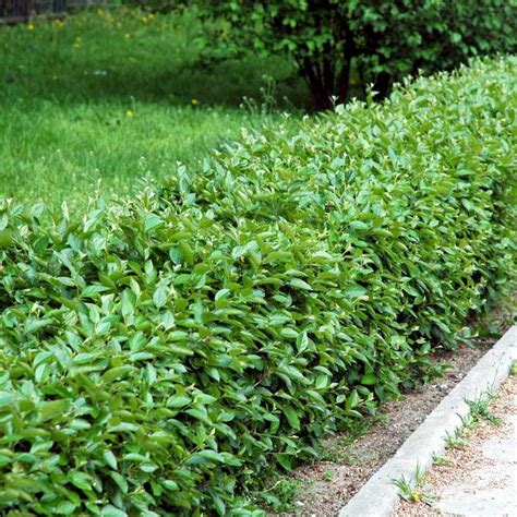 Кизильник блестящий кустарники