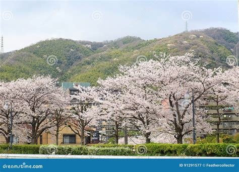 Somei-yoshino editorial photography. Image of flower - 91291577