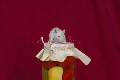 Rat On A Jar With Pickles Pest Unpacks Stock Photo Image Of Tail