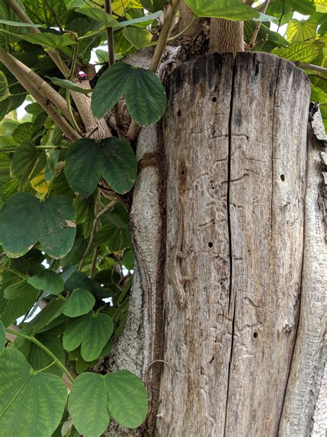 can gecko hiding fast 1