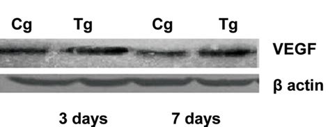 Western Blot Analysis Of Vegf Protein Expression Level From Cell Download Scientific Diagram