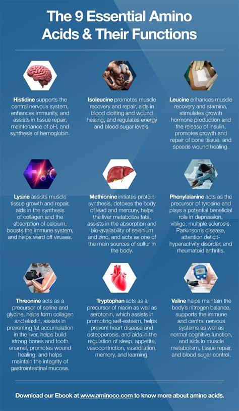 The 9 essential amino acids their functions – Artofit