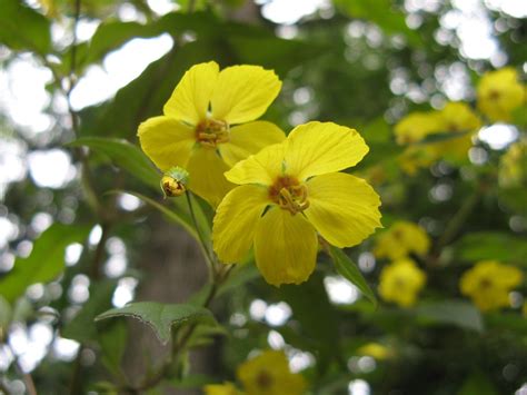 Fringed Loosestrife Lysimachia Ciliata Hungry Hook Farm