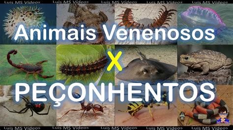 Diferença Entre Peçonha E Veneno - 8