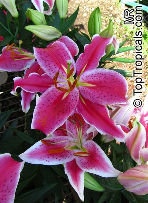 Lilium sp., Lily - TopTropicals.com