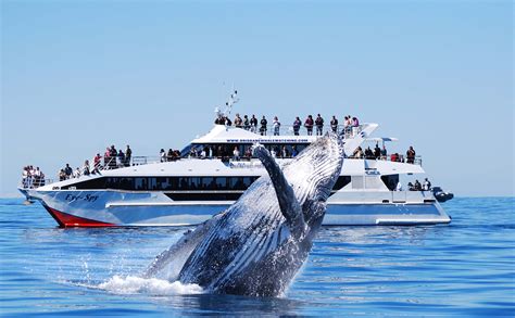 Whale Watching Gift Vouchers & Experience Bookings | Gifting Owl