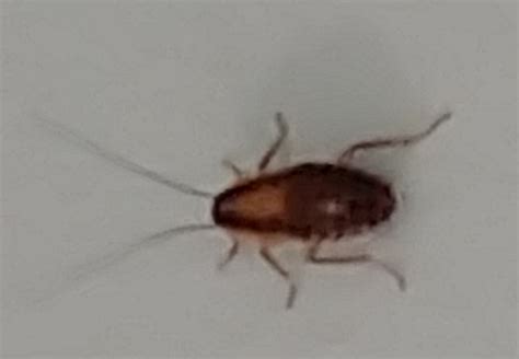 Nymph of a cockroach - PEST CONTROL CANADA