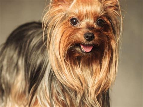 Teacup Yorkie Haircut Styles (8 Adorable Grooming Options)