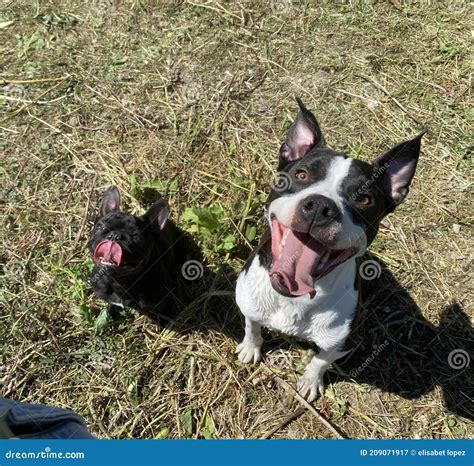 Frenchie and pitbull stock image. Image of bulldog, happy - 209071917