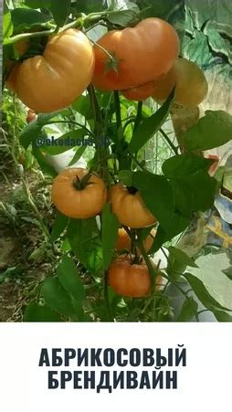 10 лучших сортов томатов для Подмосковья для выращивания в теплице ...