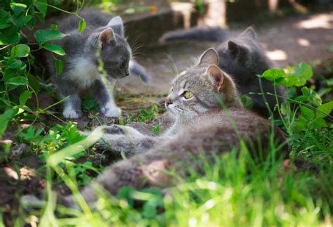 Three Kittens Playing In The Grass Stock Photo Image Of Playful