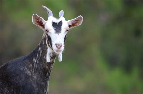 Фото Козлов Животных – Telegraph