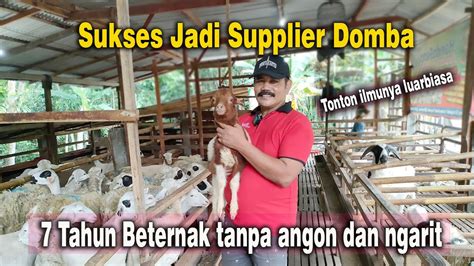 Sukses Selama Tahun Beternak Tanpa Angon Dan Ngarit Kini Jadi