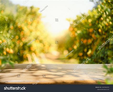 orange trees orange field background images stock