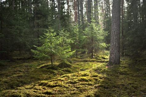 Was Ist Wald Schritt F R Schritt Erkl Rt Wald Quest