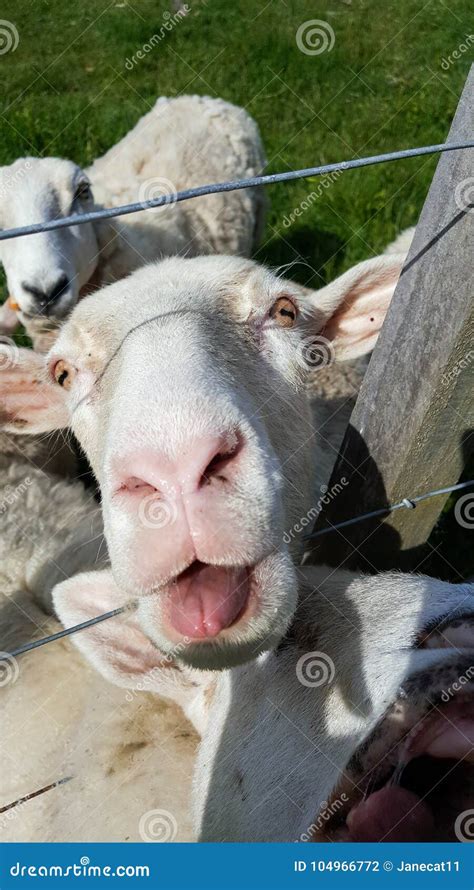 Sheep With Tongue Out Baaing Stock Photo Image Of Gaze Farm 104966772