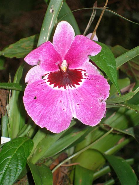 Interesting Plants In The Amazon Rainforest - vrogue.co