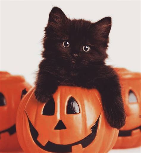 October Feelings 🎃🖤 Fall Cats Cute Animals Animals