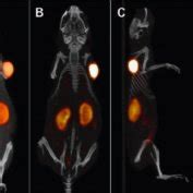 Static Pet Ct Imaging Study Of A Balb C Nude Mouse With Ls T Tumor