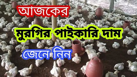 ২ আগষ্ট 🐓 আজকের মুরগির পাইকারি দাম 🐧 ব্রয়লার ও সোনালী মুরগির দৈনিক