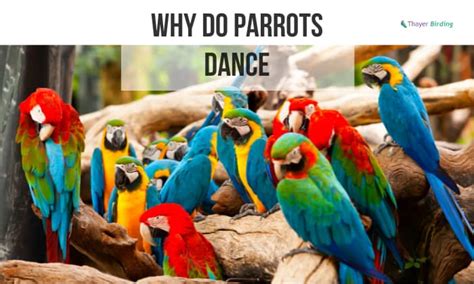 Why Do Parrots Dance Interesting Facts You Should Know