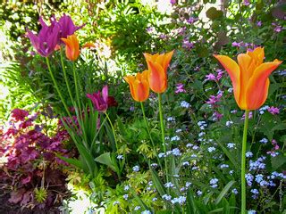spring garden spring colour   garden  version  sc howard