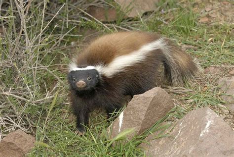 Brown Skunk