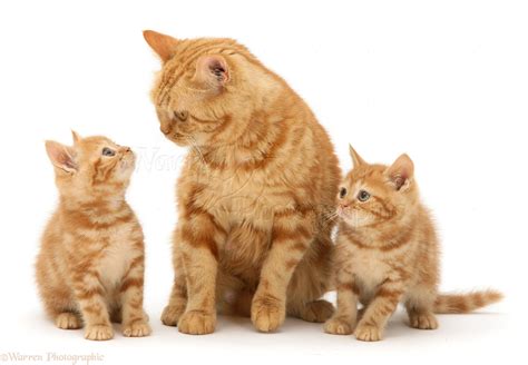 Red tabby British Shorthair mother cat and kittens photo - WP11781