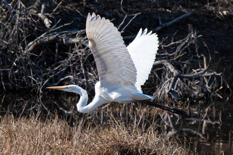 Aransas National Wildlife Refuge - Tim & Shannon L.T.D.