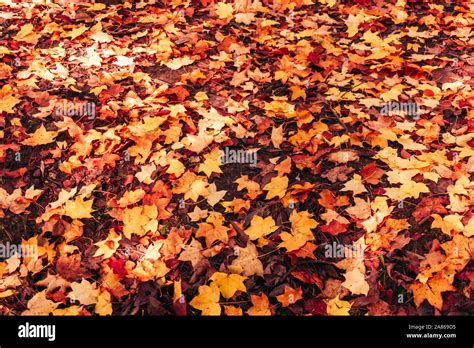 Red And Orange Autumn Leaves Background Stock Photo Alamy