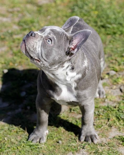 Lilac French Bulldog: Facts, Genetics, Health & Pictures