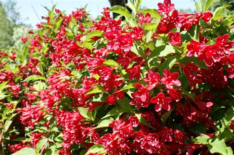 Продажа Weigela florida Red Prince Вейгела цветущая Красный принц ...