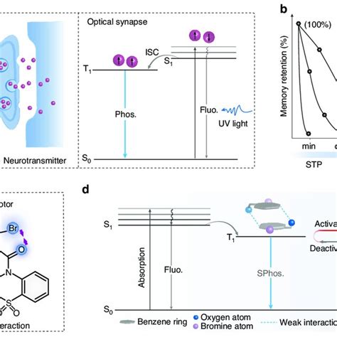 Schematic Representation For All Photon Synapses Plasticity Enabled By