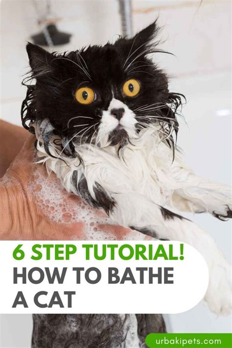 6 Step Tutorial How To Bathe A Cat Urbaki Pets