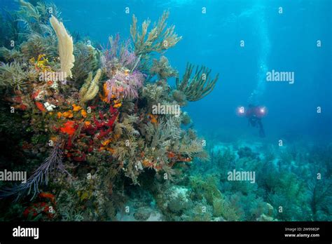 Underwater Photographer Molasses Reef Key Largo In The Florida Keys