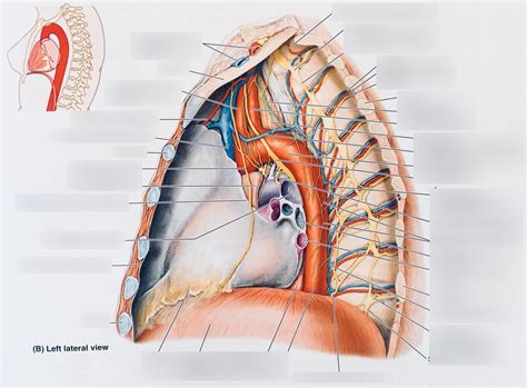 Diagram Of Thorax Left Lateral View Quizlet