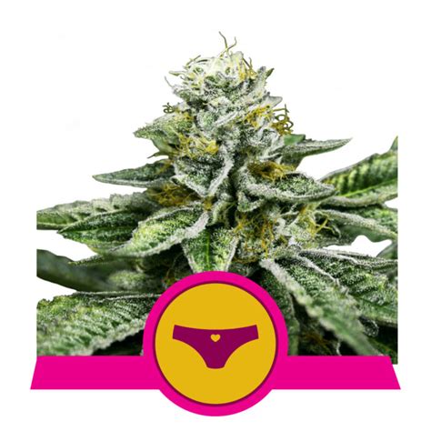 Strng Seeds Atf Alaskan Thunder Fuck Premium Seed Bank Best Feminized Seeds Seed Bank
