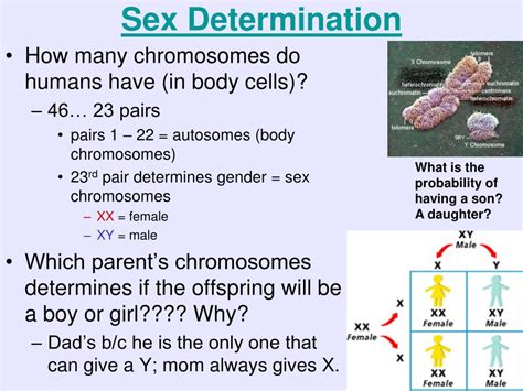 Ppt Unit 8 Genetics And Heredity Powerpoint Presentation Free Download Id 3695302