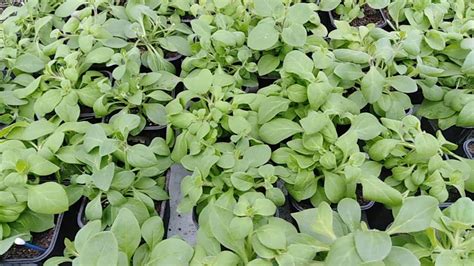 Для лучшего кущения петунии применяю препарат флорон.