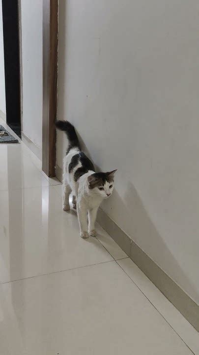 watchdoes  cat    youtubeshorts cat gubbi
